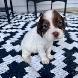 Memaw - Liver white and tan female English Springer Spaniel puppy in Swainsboro, Georgia from Sweet Georgia Springers