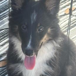 Girl 4 - Black white and tan female Shetland Sheepdog puppy in Pensacola, Florida from Nancy Barger's Siberian Huskies