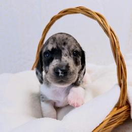 Black dapple piebald - Dapple female Dachshund puppy in Red Bluff, California from Wildflower Weenies