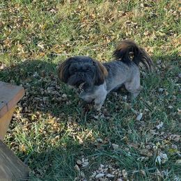 Shih Tzu All Grown Up from Myers Country Pups