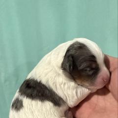 Kristoff - male Australian Mountain Doodle puppy in Jerome, Idaho from Tolman Acres