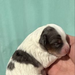 Kristoff - male Australian Mountain Doodle puppy in Jerome, Idaho from Tolman Acres