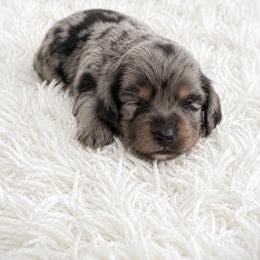 Long haired male 2 - Black and cream male Dachshund puppy in Wahiawa, Hawaii from Versatile Ohana