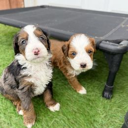 Cedar blue eyes - Merle male Bernedoodle puppy in Wamego, Kansas from Doodles of Oz