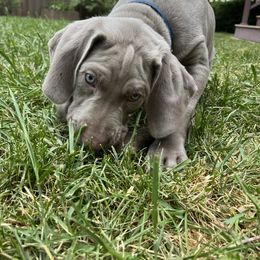 "Indigo Jr" Weimaraner Puppies from Baird Weims - AKC registered