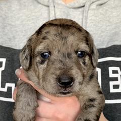 Aussiedoodle and Leopardoodle Puppies from A Puppy Crush