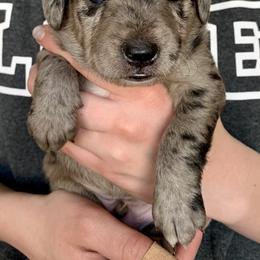 Aussiedoodle and Leopardoodle Puppies from A Puppy Crush