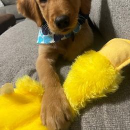 Golden Retriever Puppies from NORTHERN LIGHTS GOLDENS