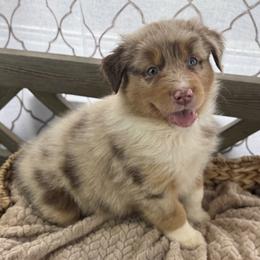 Girl 5: Azalea - Red merle female Australian Shepherd puppy in Volant, Pennsylvania from Addie's Aussies