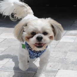 Fred - Shih Tzu