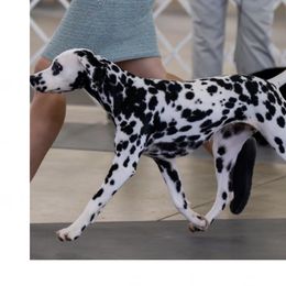 Dalmatians and Vizslas from Clíodhna Kennel