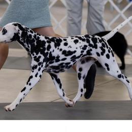 Dalmatians and Vizslas from Clíodhna Kennel
