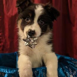 Australian Shepherd and Boston Terrier Puppies from PrimaShowDogs