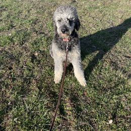 Boy 1 - Black phantom Aussiedoodle puppy in Missouri from Double K Farms