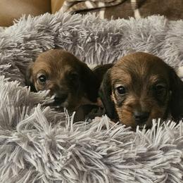 Dachshund Puppies from Arizona Desert Gold Dachshunds