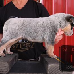 Iodine - Blue male Australian Cattle Dog puppy in Deer Lodge, Tennessee from Littletrouble Cattle Dogs