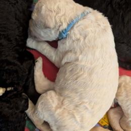 Gronk - Cream male Poodle puppy in Killingly, Connecticut from Isfahel Kennels