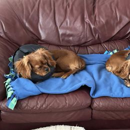 Cavalier King Charles Spaniel and Golden Retriever All Grown Up from Green Acres Nextgen