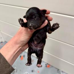 Boy 2 - Black phantom male Aussiedoodle puppy in Heber City, Utah from Junipersdoodles