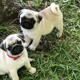 Bulldog and Pug Puppies from JR’s Pugs