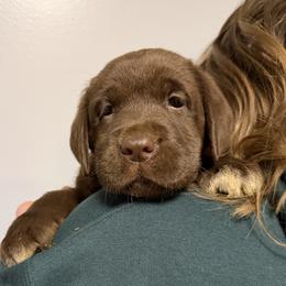 Yellow - Chocolate female Labrador Retriever puppy in Middleton, New Hampshire from Tag Hollow