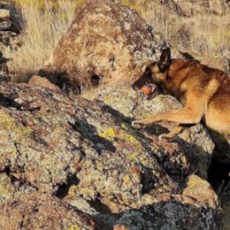 Australian Shepherds and Belgian Malinois from Desert Wind Kennels