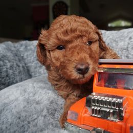 Poodle Puppies from Saria Ponte
