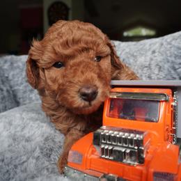 Poodle Puppies from Saria Ponte