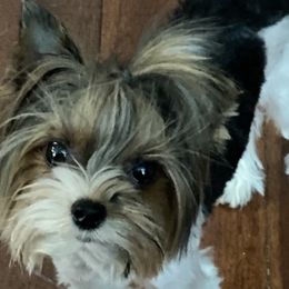 Bear - Biewer Terrier