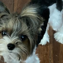 Bear - Biewer Terrier