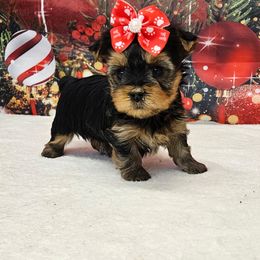Portia - Blue and gold female Yorkshire Terrier puppy in Monticello, Iowa from Ashley’s Puppies