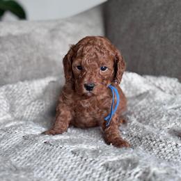AKC miniature poodle (Blue collar boy) - Red  male Poodle puppy in Skamokawa, Washington from East Valley Pups