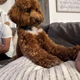 Ruby - Poodle