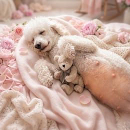 Goldendoodle puppies from Denim & Doodles