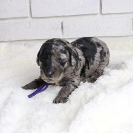 Gabby - Merle female Labradoodle puppy in Bryantown, Maryland from Doodles on Duty
