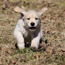 Golden Retriever Puppies from Golden Barnes Kennel