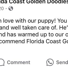 Goldendoodle and Poodle Puppies from Florida Coast Golden Doodles
