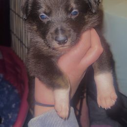 Australian Shepherd, Border Collie, and Sporty Mix Puppies from Fika Herders