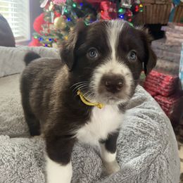 Boy 2 - Red Australian Shepherd puppy in Monroe, North Carolina from Dreamland Aussies & Poodles