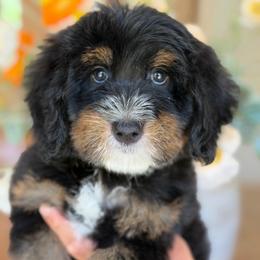Lilo - Tri-color female Bernedoodle puppy in Yuciapa, California from AlltheDoodlez_