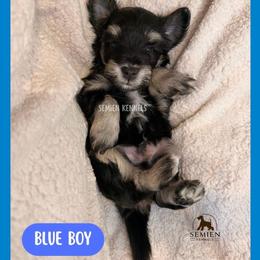 Blue Boy - Black and silver male Miniature Schnauzer puppy in Houston, Texas from Semien Family Kennels