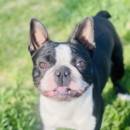 Max - Boston Terrier