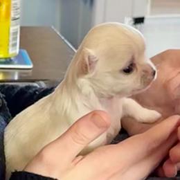 AKC Voltaire, 4800.00 - Cream male Chihuahua puppy in Northern, Colorado from Wild Mountain Chihuahuas