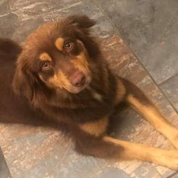 Aussiedoodles, Miniature Australian Shepherds, Pomeranians, and Toy Australian Shepherds from SBA Aussies