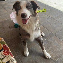 Australian Shepherd All Grown Up from TX Wild Heart Aussies