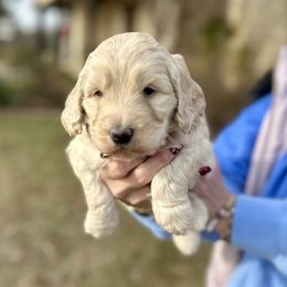 Pink Girl - Apricot female Goldendoodle puppy in Mc Kinney, Texas from Safari Doodles