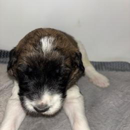 Chunk - Brown and white male Saint Berdoodle puppy in Batavia, Ohio from Donciedoodlesohio.com