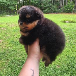 Hercules - Black and tan male Pomeranian puppy in Wildersville, Tennessee from RoyalRarity's Poms & Enrichment