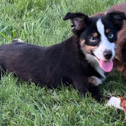 Rex - Black & white male Miniature Australian Shepherd puppy in Hokes Bluff, Alabama from Alegria Toy Aussies