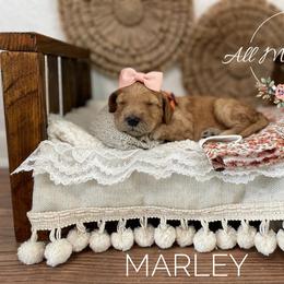 Goldendoodle Puppies from All My Doodles